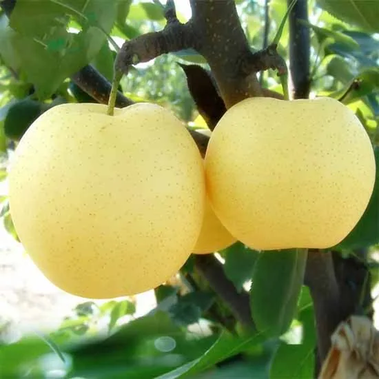 Huangguan Pear 皇冠梨