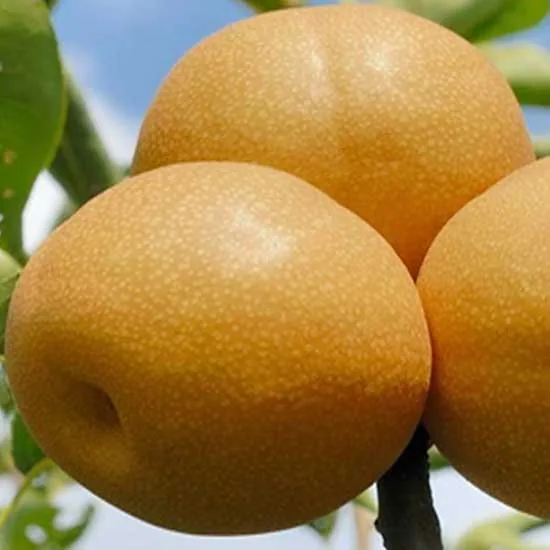 Xingao Pear 新高梨