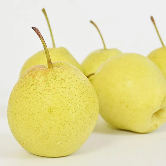 Xueli (Snow) Pear 雪梨