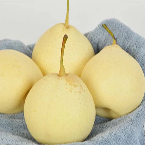 Ya Pear 鸭梨