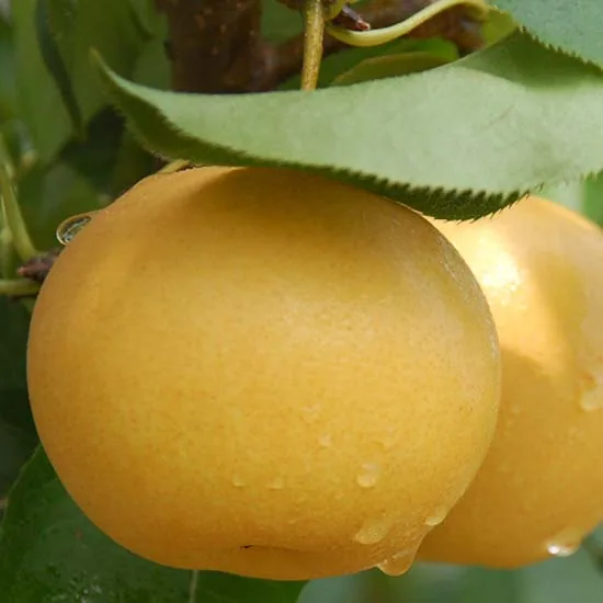 Yuanhuang Pear 圆黄梨