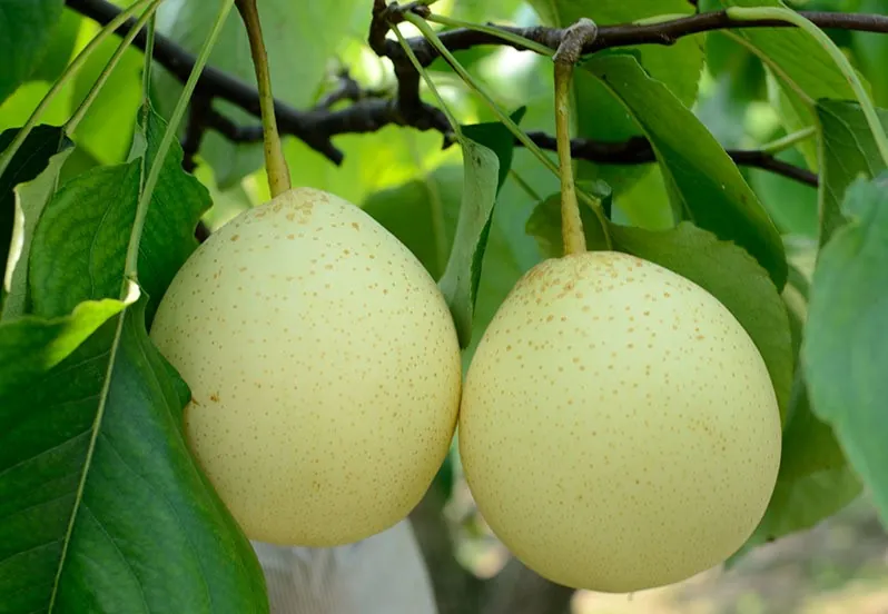 Pears on the branch in a Hebei orchard