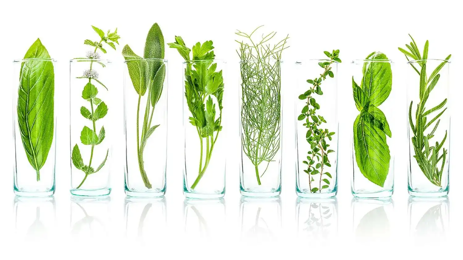 Plant extract raw materials from HHC BIOTECH