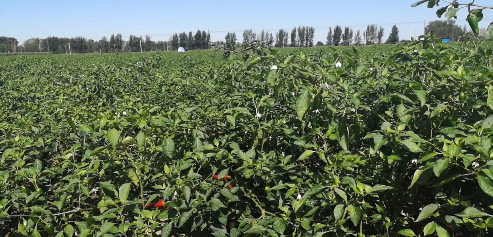 Beijing Red pepper field before picking
