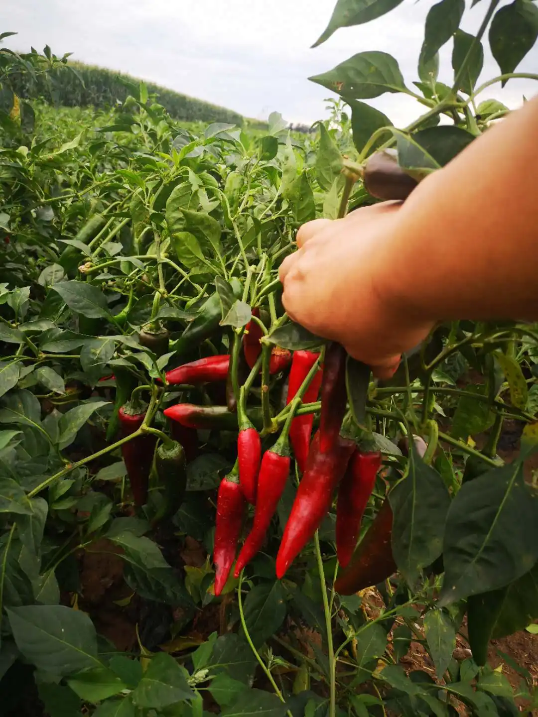 Contract Farming and Traceability