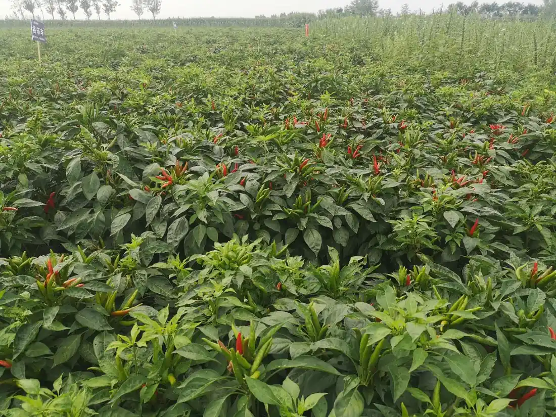 Chaotian jalapeno chile ripening on the plant