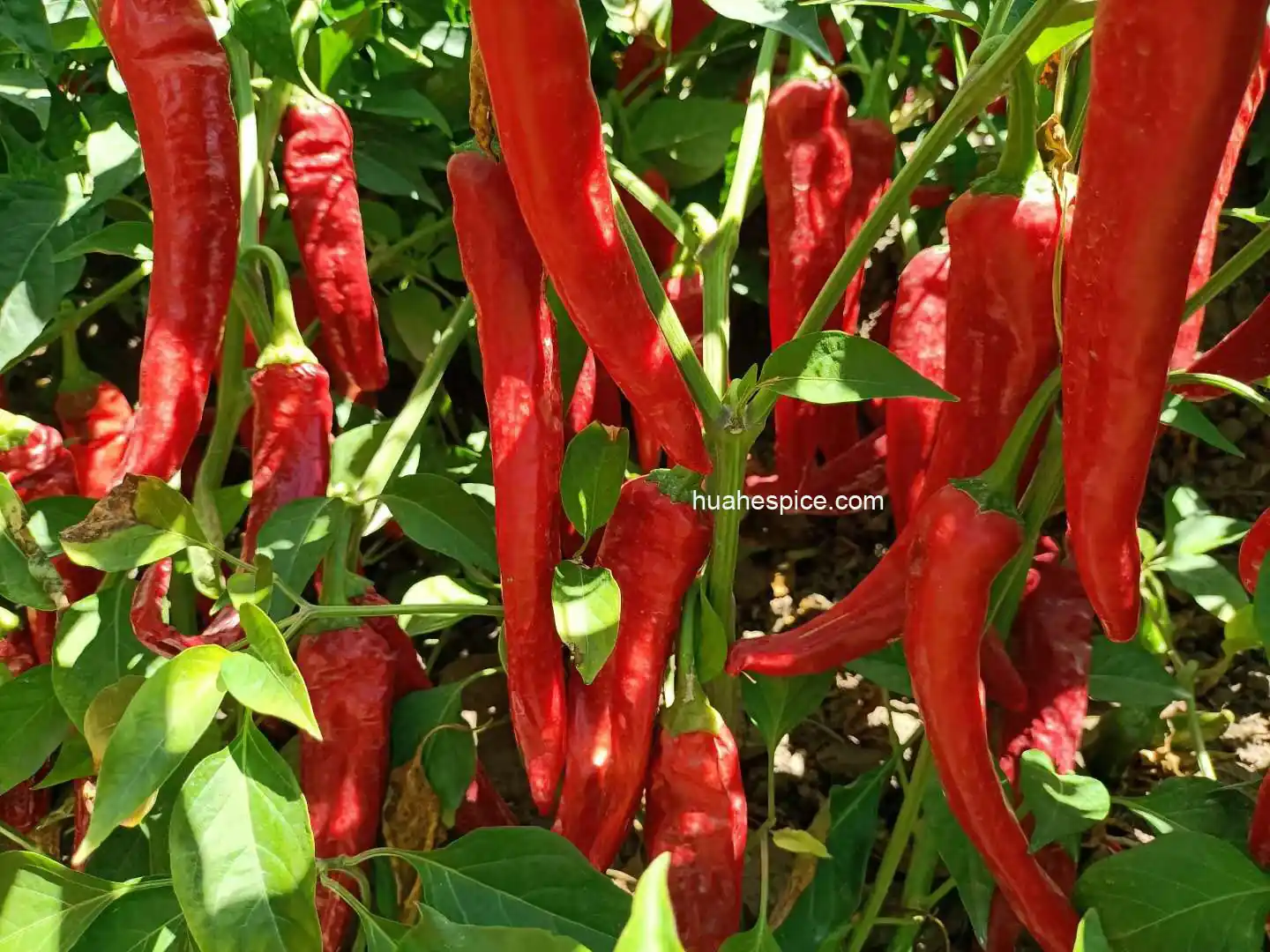 Sweet paprika ripening in August