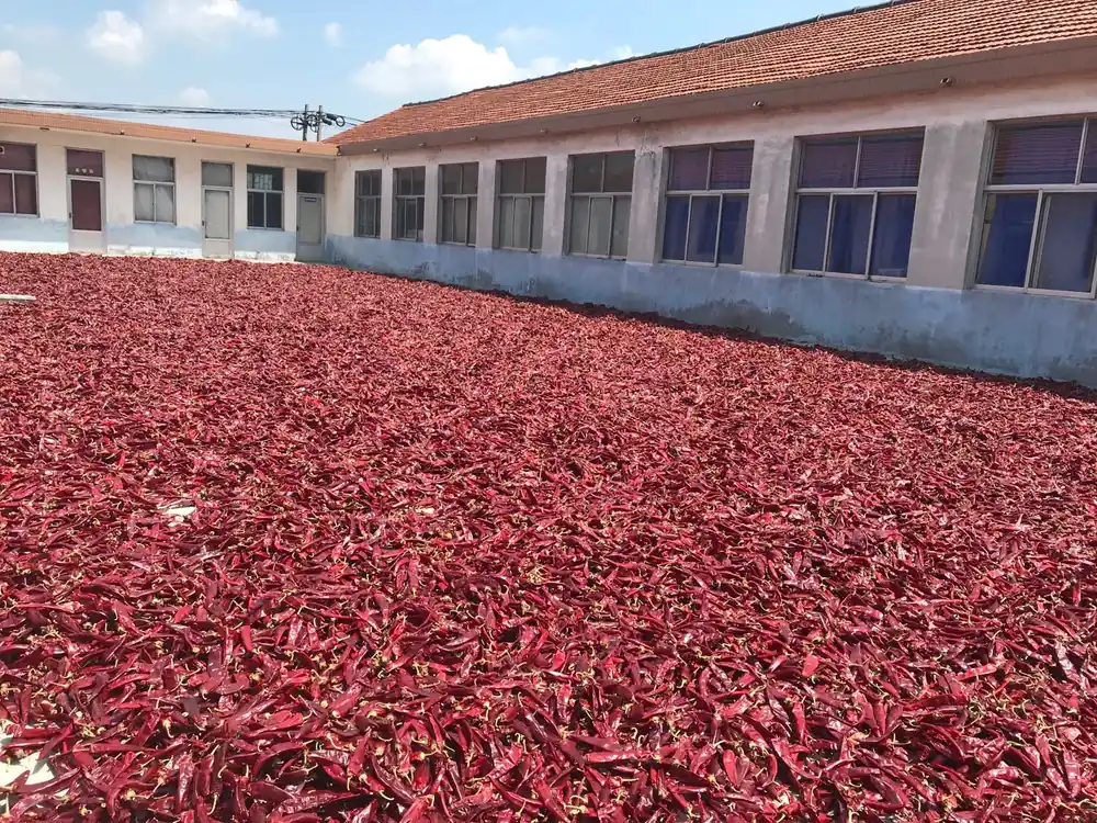 Beijing Red chili drying in the yard at the Changyi plant