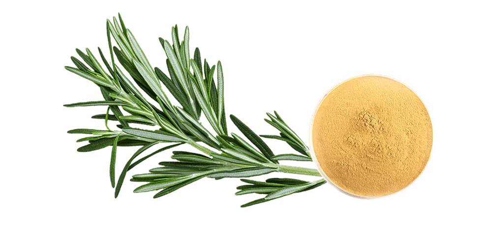 Rosmarinic acid powder natural antioxidant extract