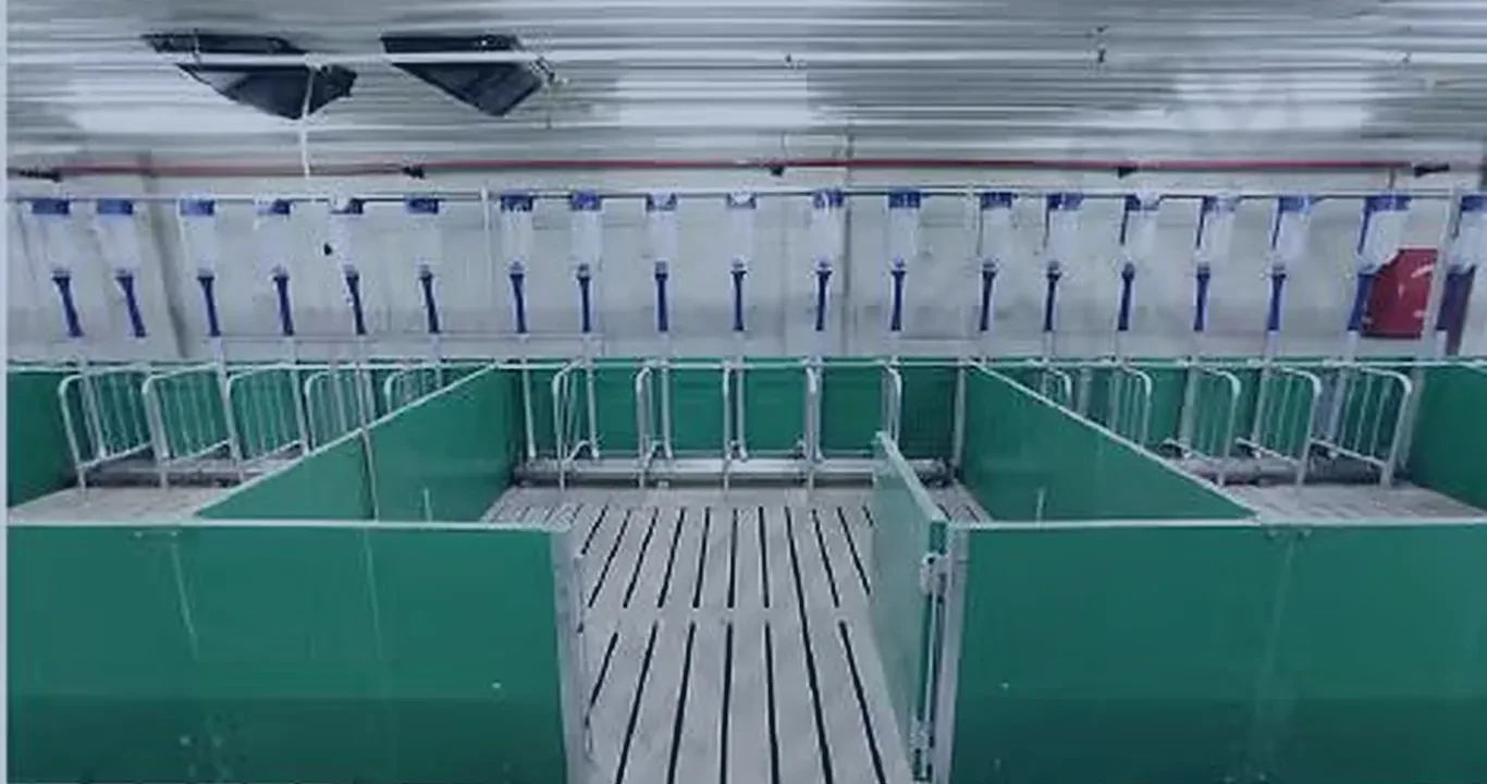 Farrowing room with JGM penning slatted floors and feed lines