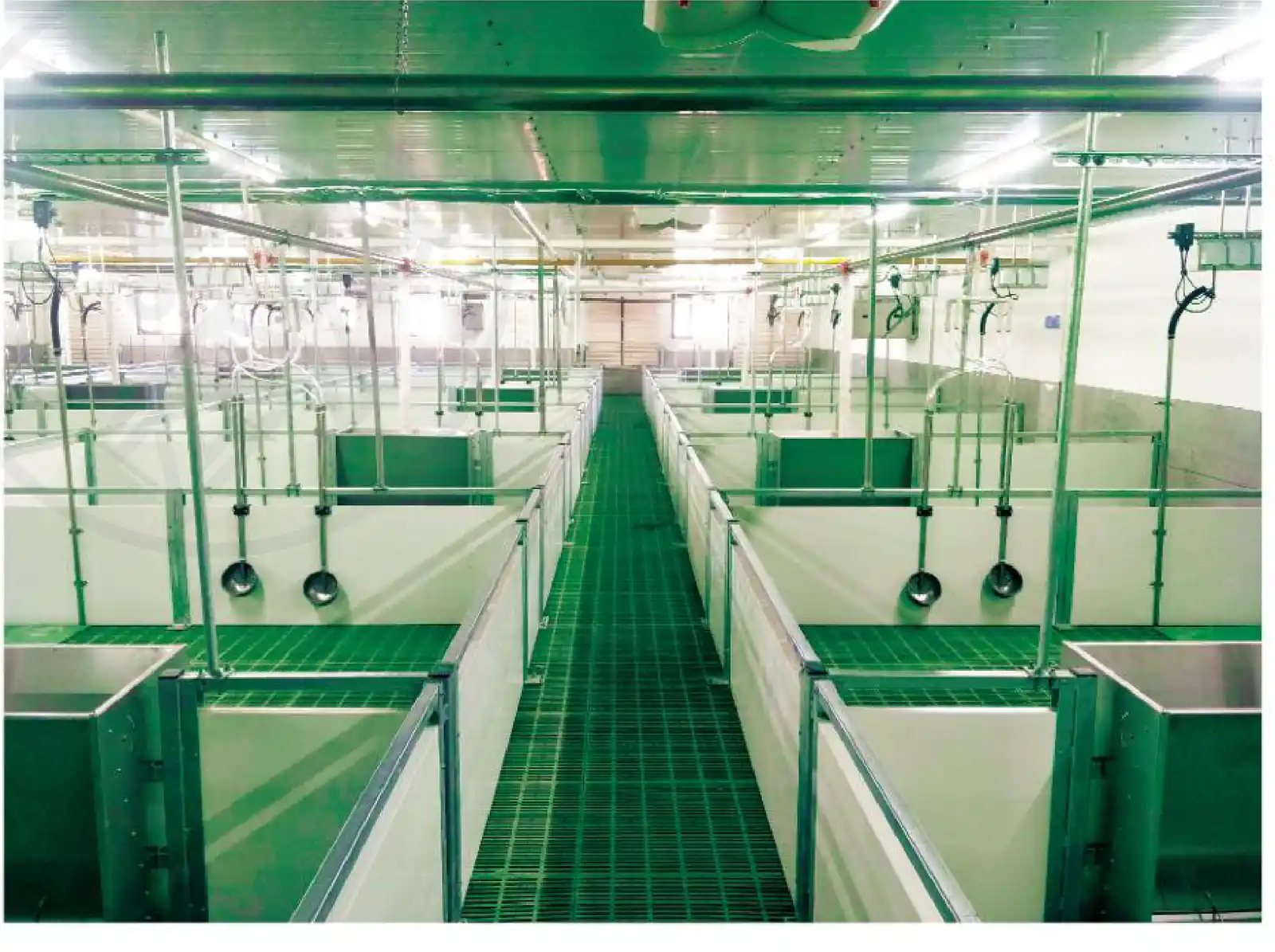 Farrowing house corridor with JGM plastic slats and PP penning