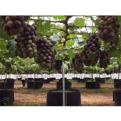 JDM Black Color HDPE Air Pruning Roots Air Pruning Pot view 3
