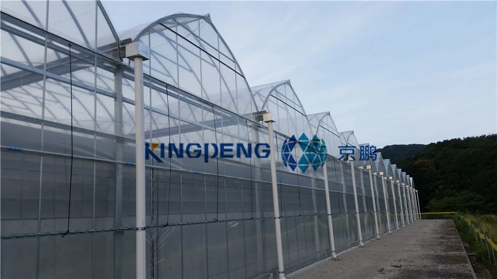 F-clean Film Greenhouse view 4