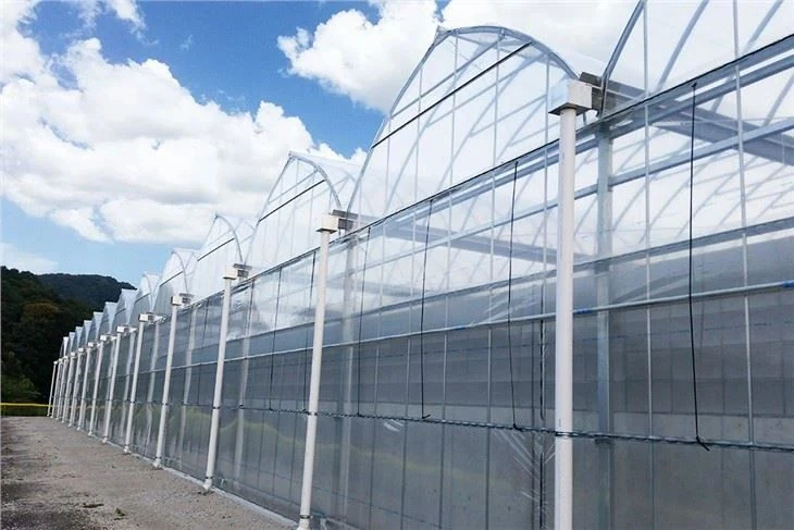 Film covered greenhouse structure on a commercial growing site