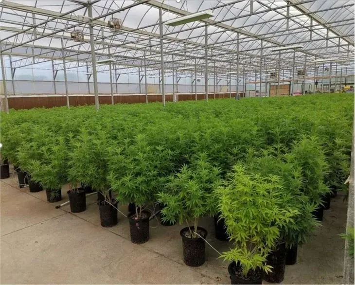 Potted plants growing under a Kunda tunnel greenhouse