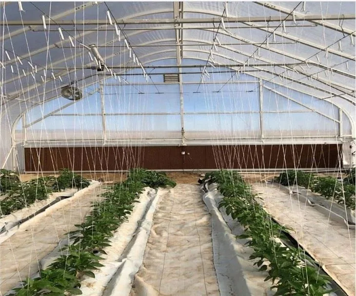 Medical Tunnel Greenhouse view 3