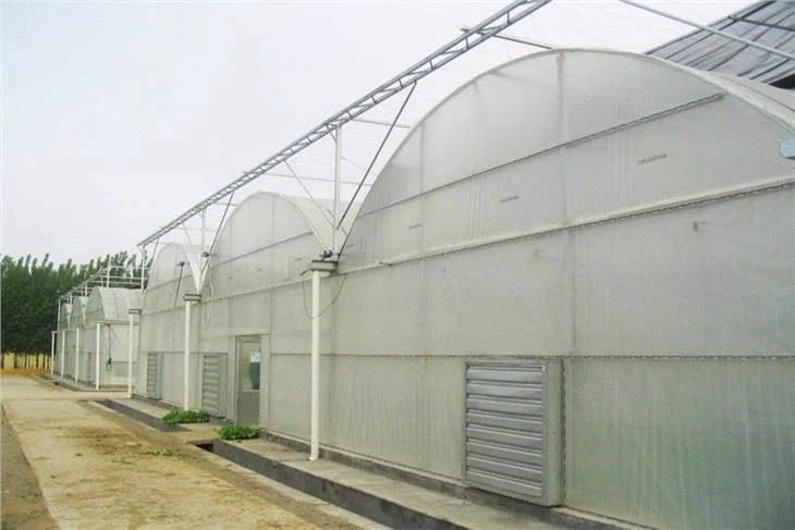 Multi span film greenhouse supplied by Kunda on a commercial growing site