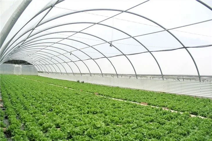 Leafy crops growing in rows inside a Kunda plastic film tunnel greenhouse