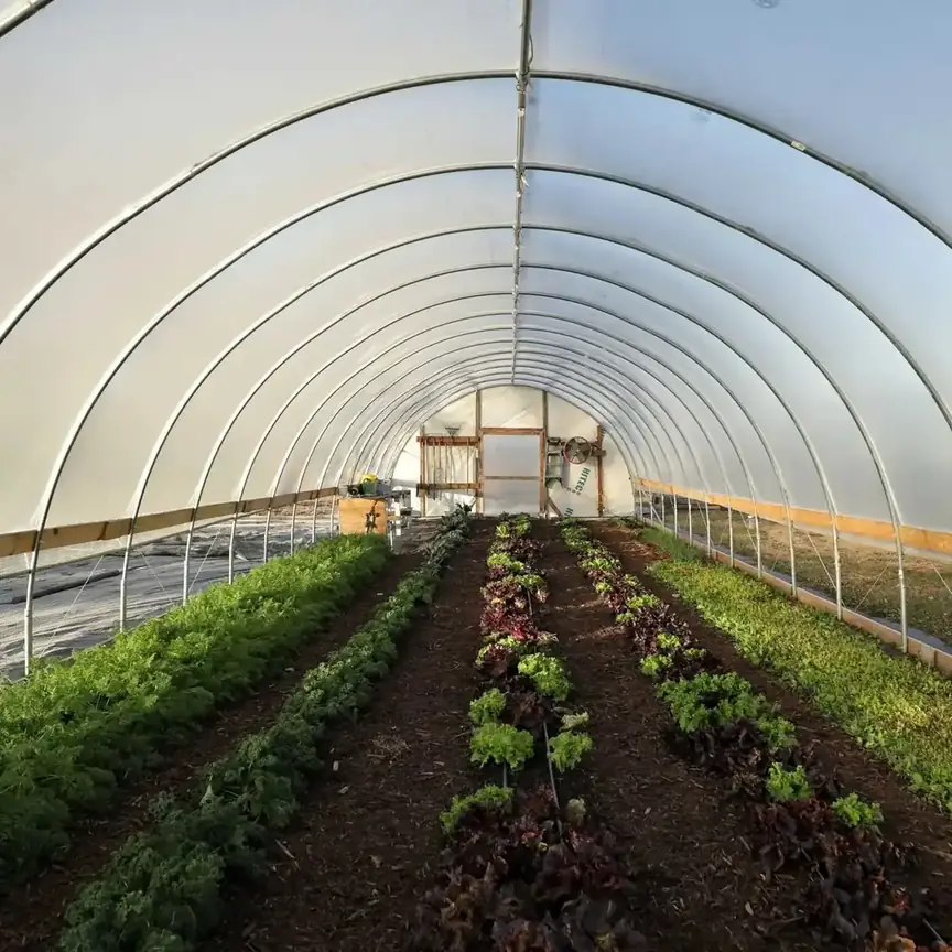 Single-Span Agricultural Greenhouses KGGH2001 view 3