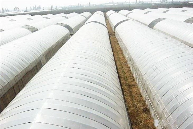 Single Span Film Greenhouse - Agricultural Greenhouse made by Kunda
