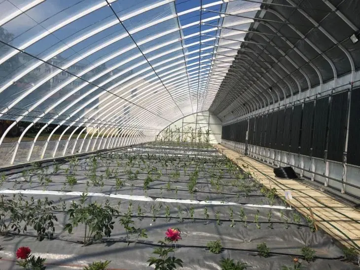Solar greenhouse structure with insulated wall on a growing site