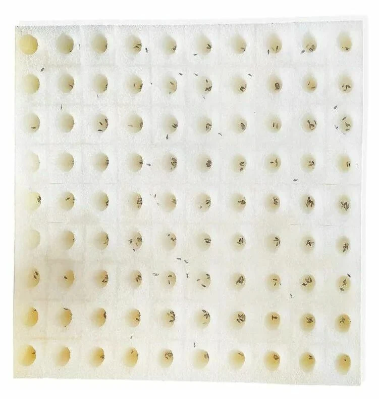 Soiless Seeding Planting Sponge KGYM3001 view 2