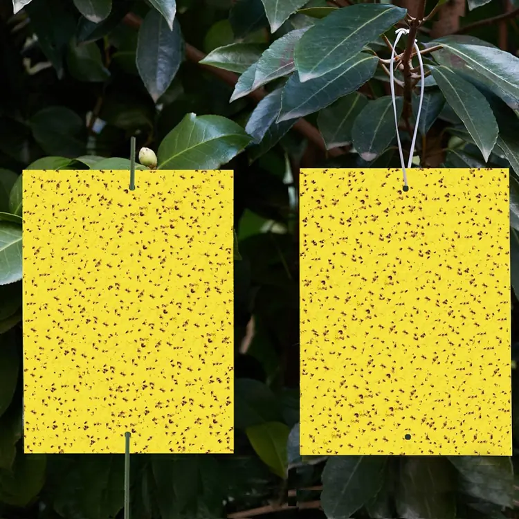 Yellow Sticky Traps for Insects-NRTG022 view 3