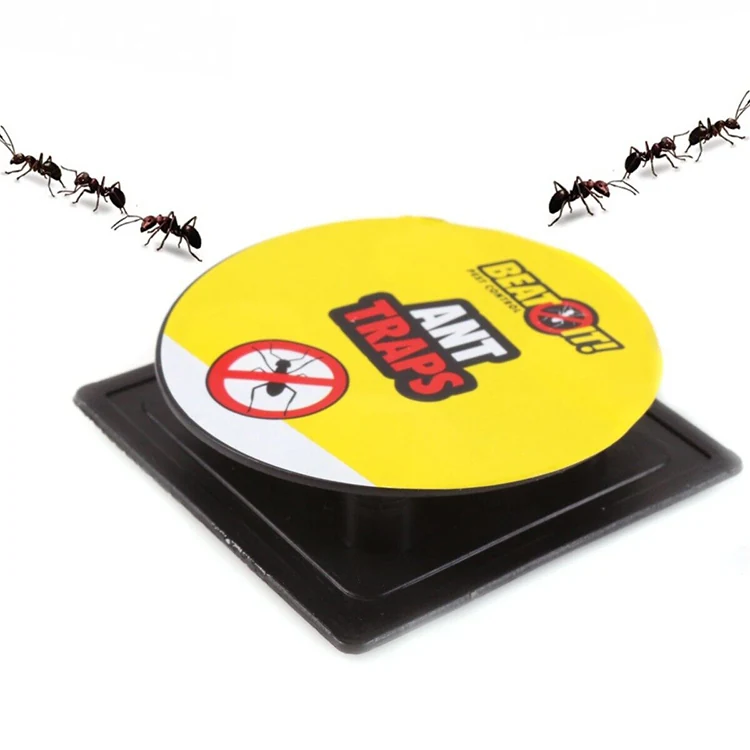 Ant Glue Trap - NRTG050, in use