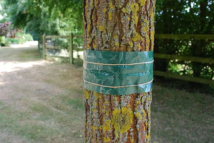 Fruit Tree Grease Band - NRTG043, alternate angle