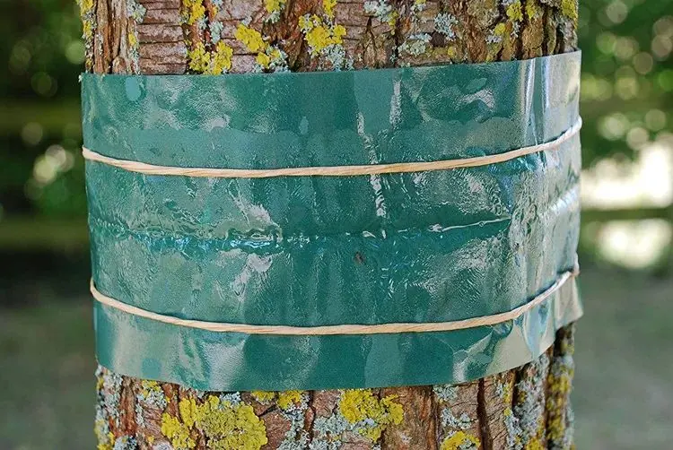 Fruit Tree Grease Band - NRTG043, detail view