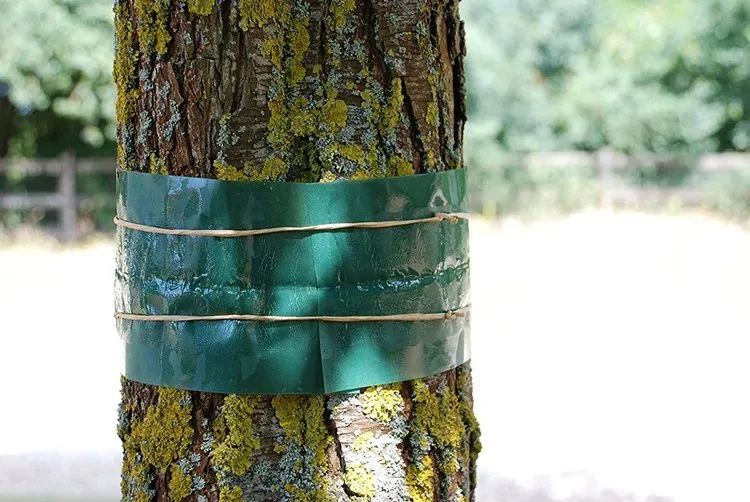 Fruit Tree Grease Band - NRTG043, in use