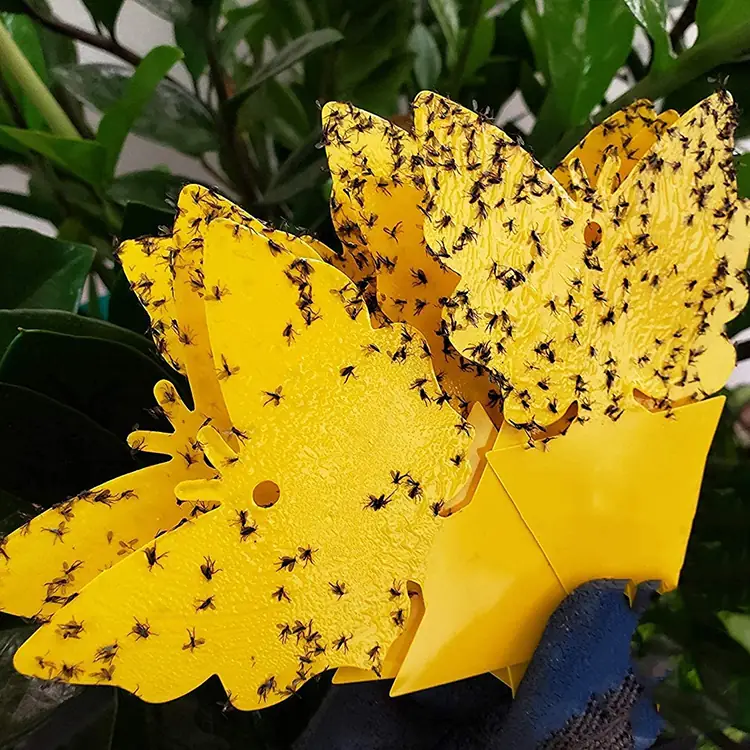 Insect Sticky Traps - NRTG031, in use