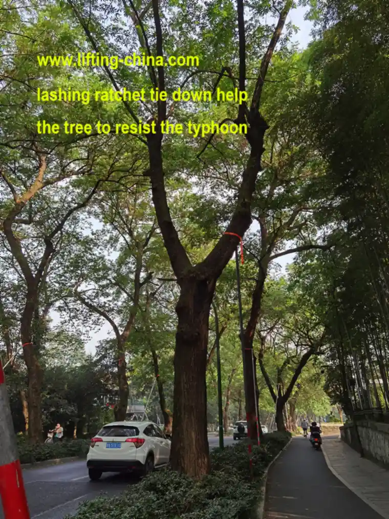 Carl Stahl Lashing Ratchets For Typhoon Tree Bracing