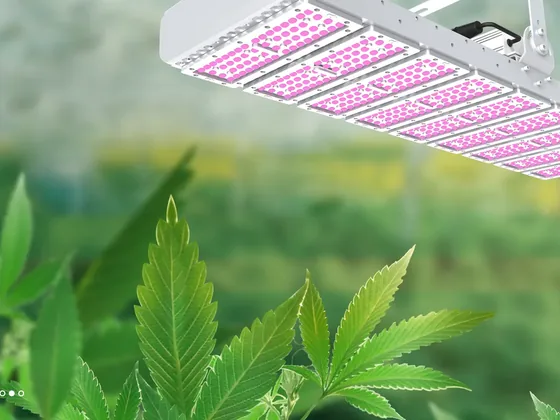LED horticulture bars mounted above a green leafy crop canopy