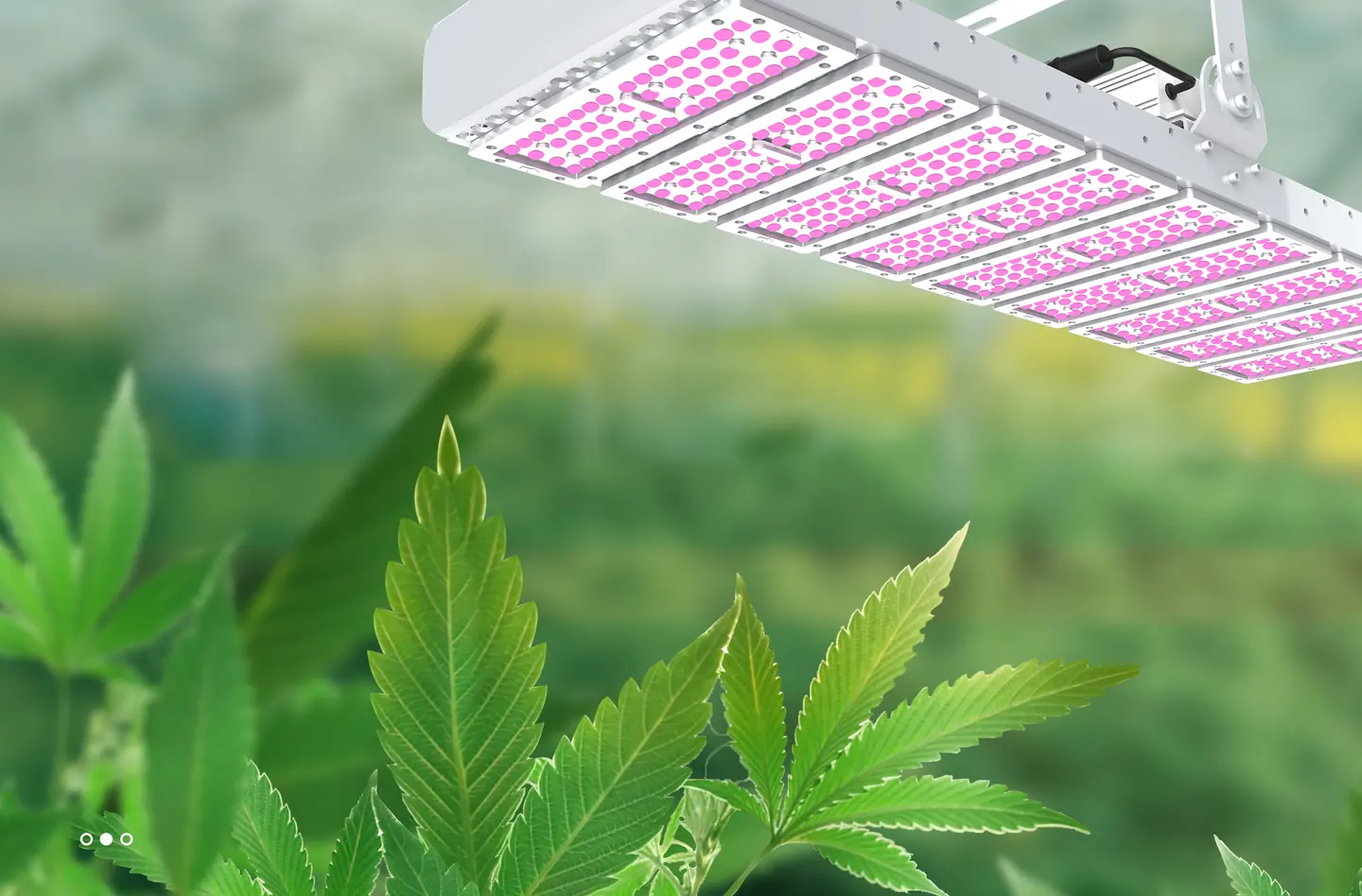 LED horticulture bars mounted above a green leafy crop canopy