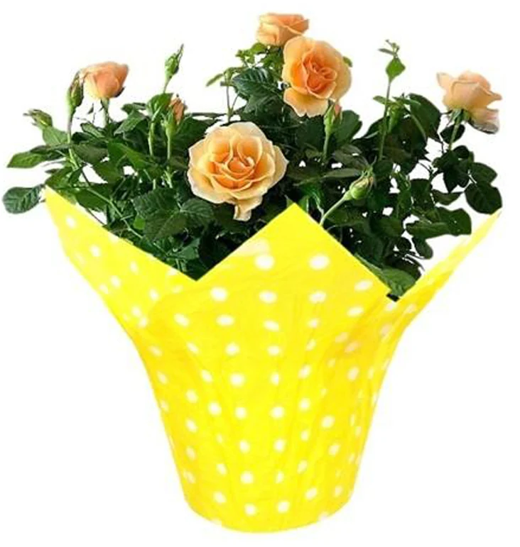 Potted peach-colored rose plant with blooms in yellow polka-dot wrap