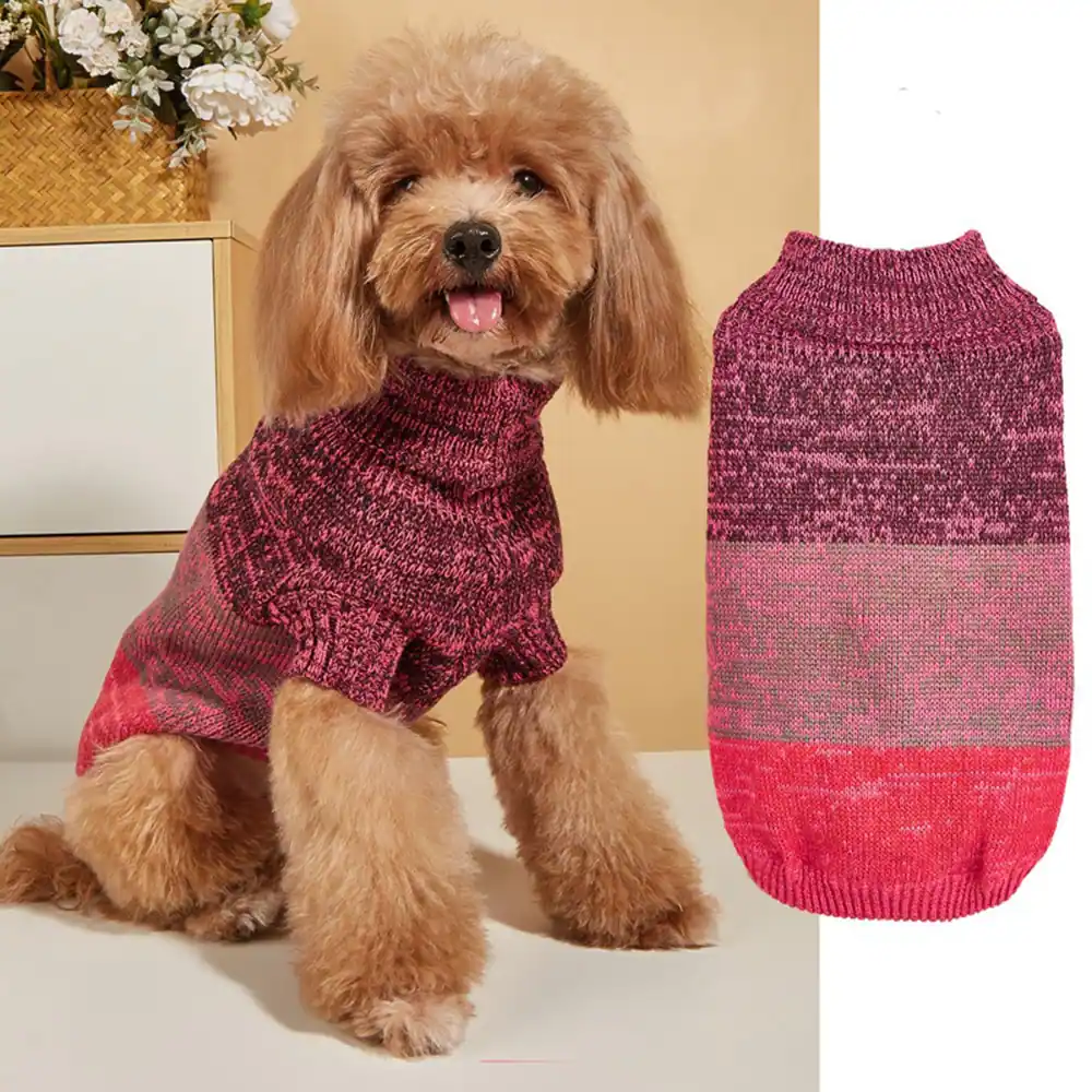 A brown poodle wearing a pink and purple gradient knit sweater, displayed next to a flat view of the garment.
