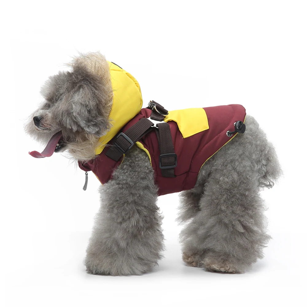 Grey poodle wearing a maroon and yellow dog jacket with a hood and harness straps.