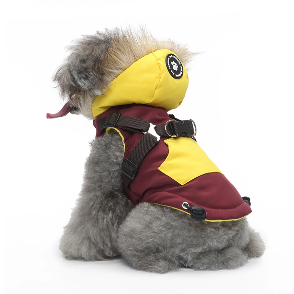 A gray poodle wearing a maroon and yellow winter coat with a fur-lined hood.