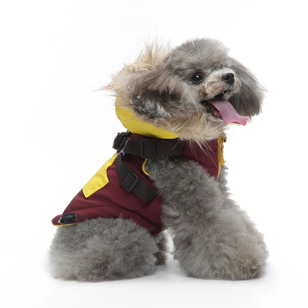 A grey poodle sitting and wearing a maroon and yellow jacket with a harness.