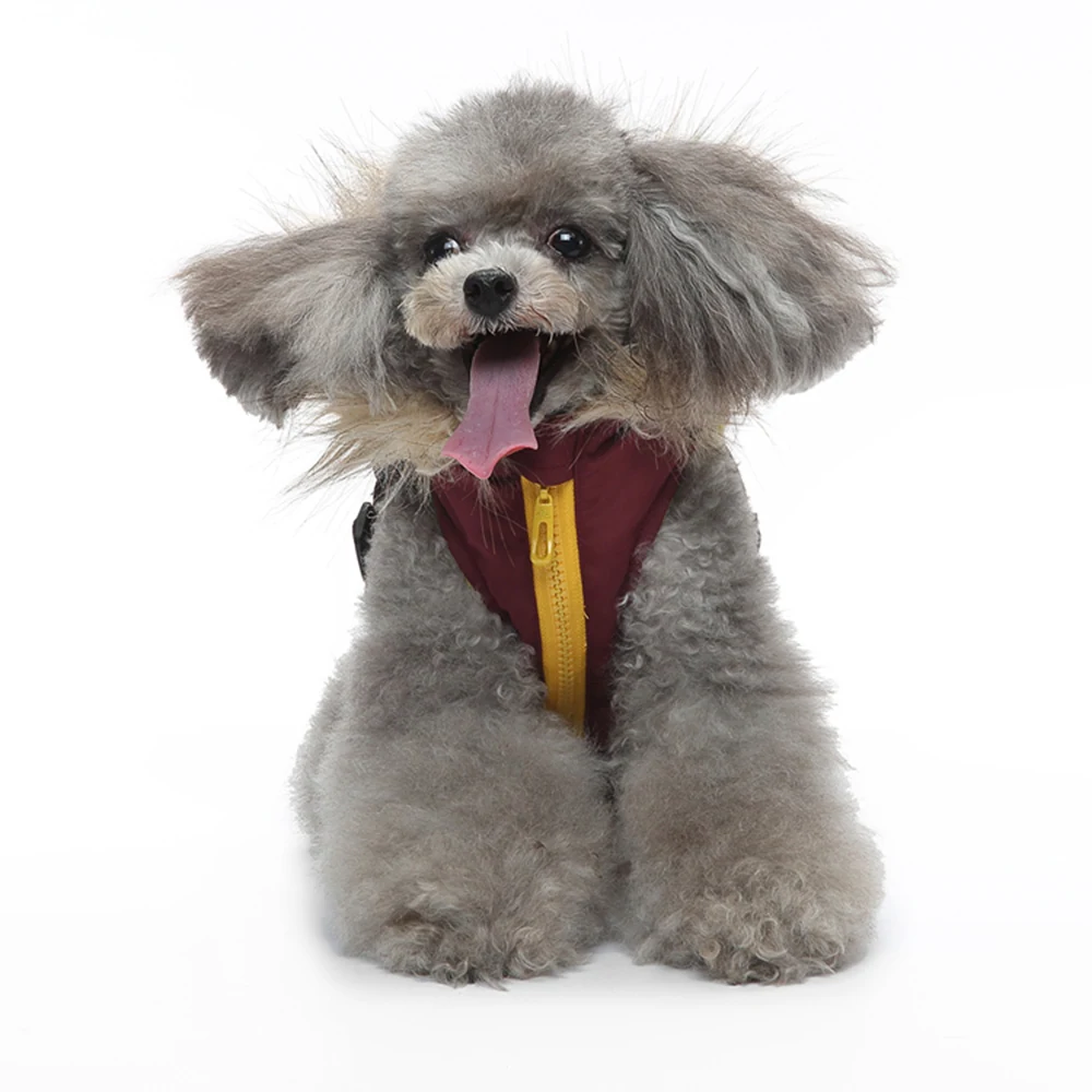 Grey poodle sitting against a white background wearing a maroon vest with a yellow zipper and tongue sticking out.