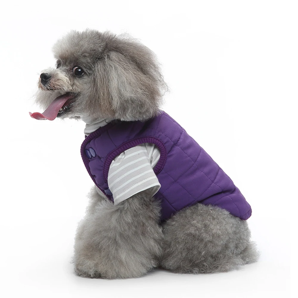 A gray poodle wearing a purple quilted vest over a striped shirt.