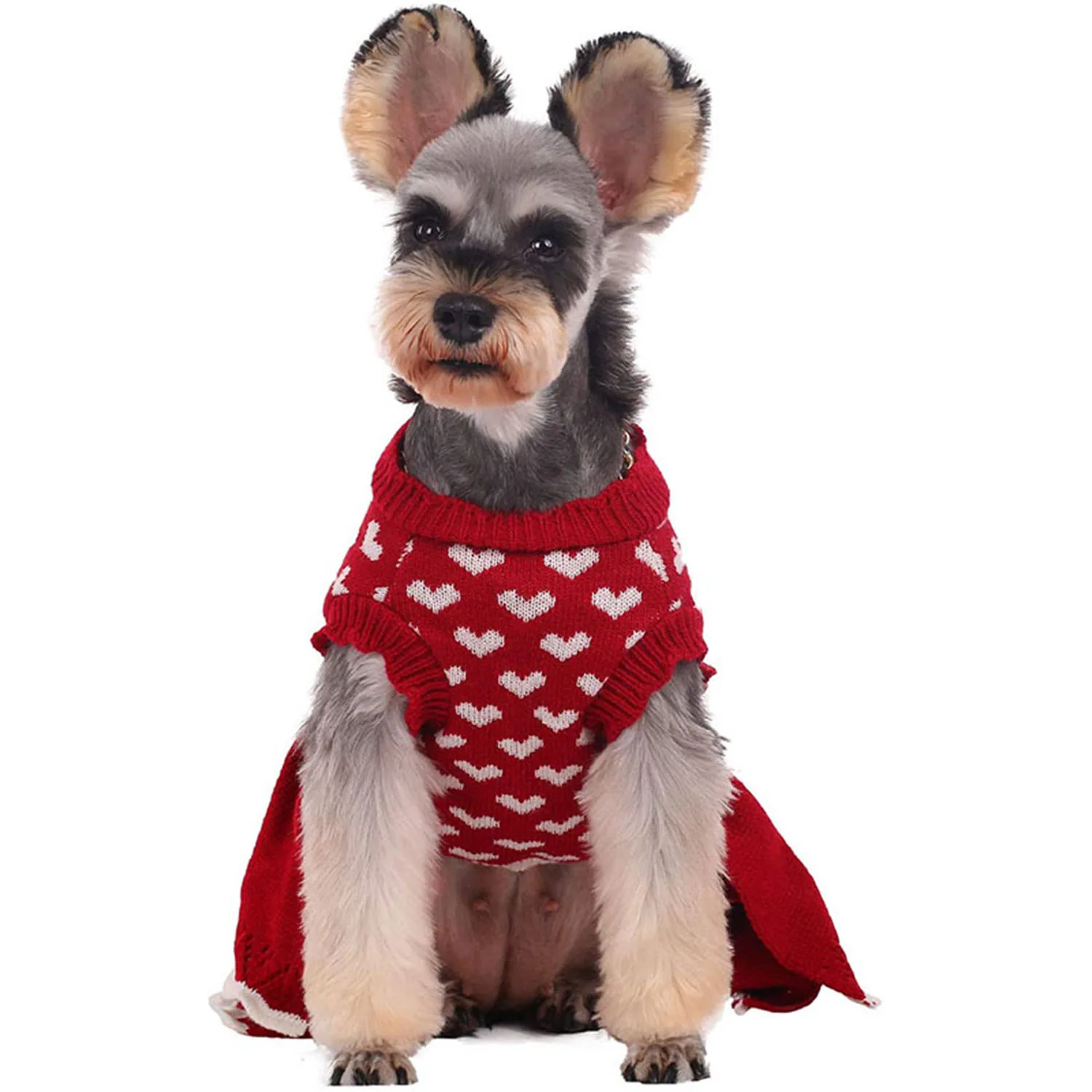 Schnauzer dog wearing a red knitted sweater with white heart patterns