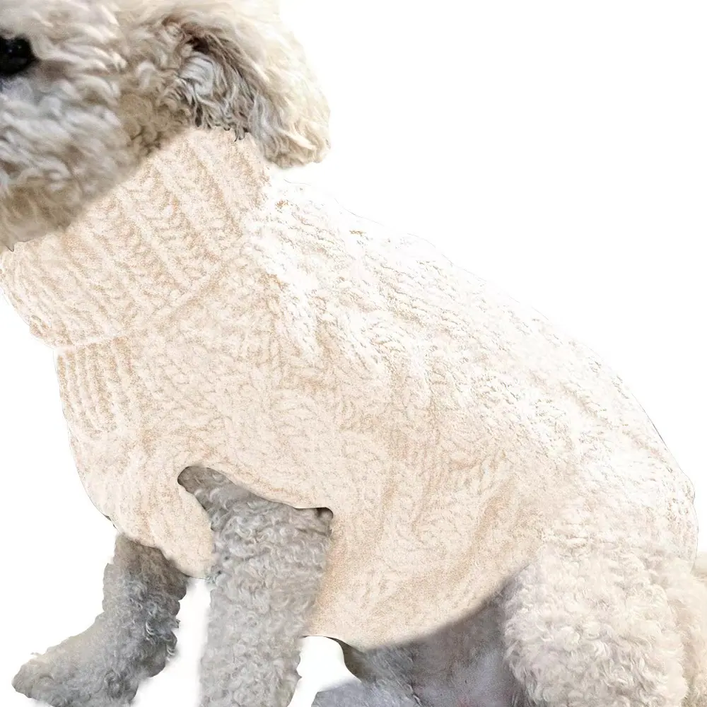 A white poodle wearing a cream-colored cable-knit sweater on a white background.