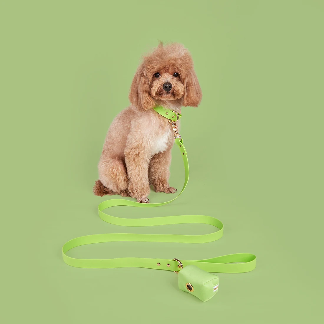 A brown poodle sitting on a green background wearing a matching green collar and leash with a poop bag holder.