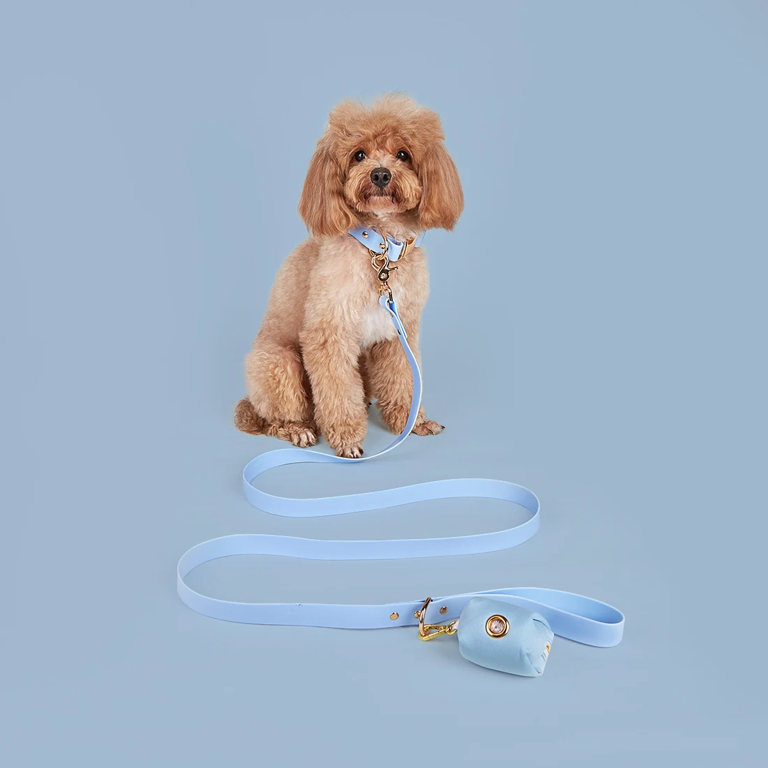 A brown poodle wearing a light blue collar attached to a long light blue leash with a matching storage pouch.