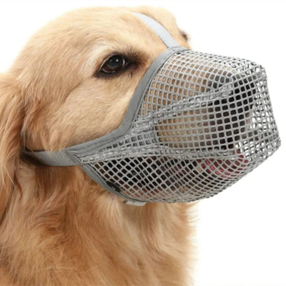 Golden Retriever dog wearing a grey mesh safety muzzle