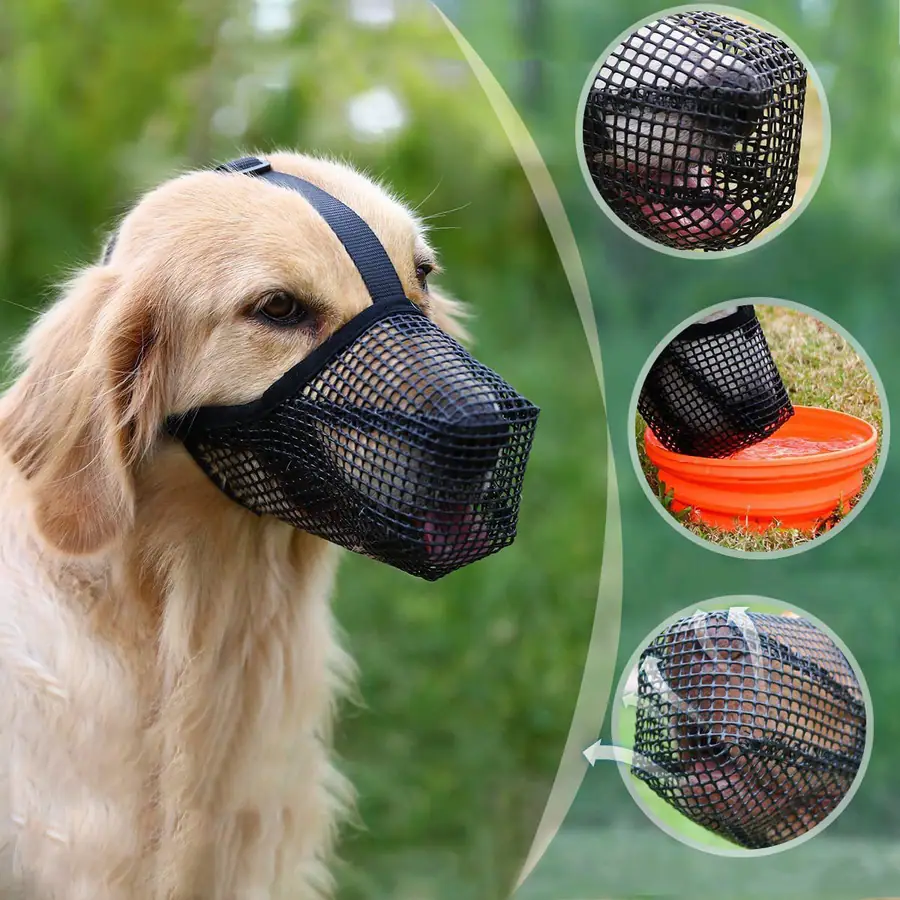 A golden retriever wearing a black mesh muzzle, with three circular inset images showing details.