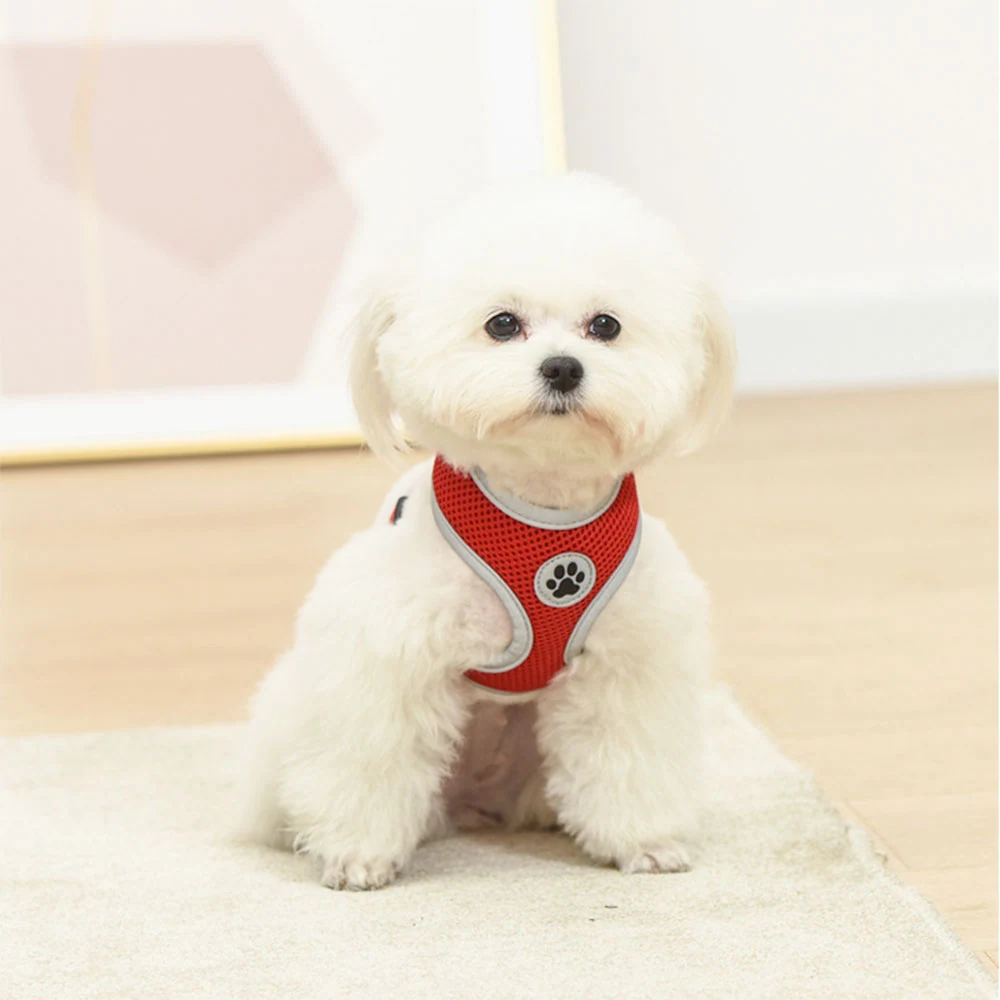 A small white fluffy dog sitting on a rug wearing a red mesh harness with grey trim and a paw print emblem.