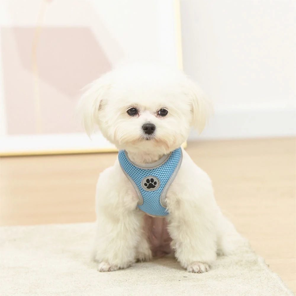 Small white dog sitting on a rug wearing a blue mesh harness with a paw print logo.